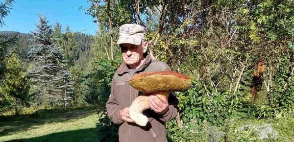 
У Карпатах знайшли "гриб-гігант" вагою три кілограми – фото 