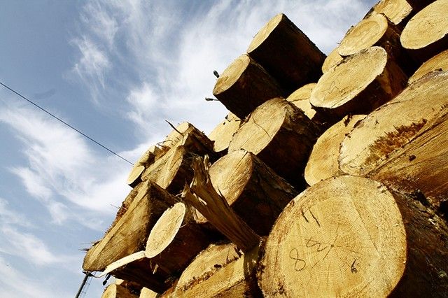 Понад 200 тисяч гривень штрафу сплатить прикарпатець за спробу незаконного експорту деревини
