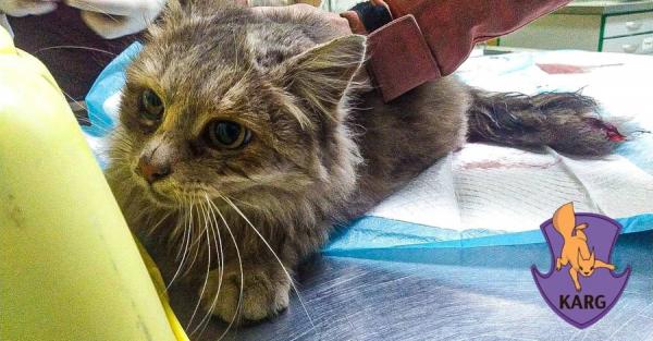 Зоозахисники врятували кішку Каррі, яку затиснуло під салоном авто - Новини України