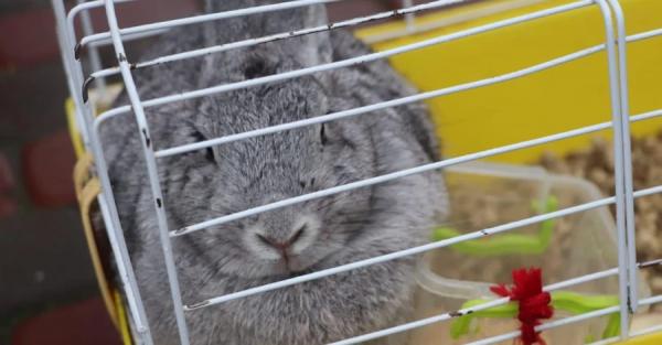 ДСНС розшукує власників кролика, якого врятували зі зруйнованого у Вишгороді будинку - Новини України
