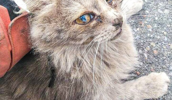 Зоозахисники врятували кішку Каррі, яку затиснуло під салоном авто - Новини України