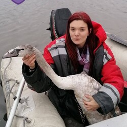 На Київщині врятували пару лебедів, які тривалий час провели у холодній водоймі - Новини України