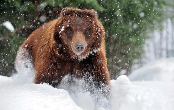 На Закарпатті через теплу зиму не всі ведмеді впали в сплячку