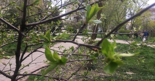 Погода в Україні 24 квітня: короткочасні дощі та грози - Новини України