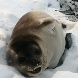 Полярники розповіли, як і де зимують пінгвіни, морські котики та слони - Новини України