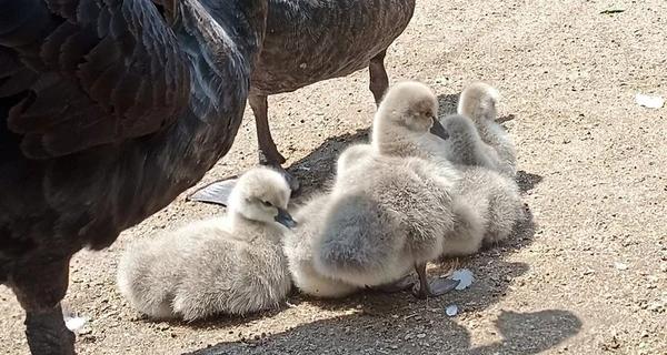 В Одеському зоопарку вилупилися пташенята рідкісних чорних лебедів - Новини України