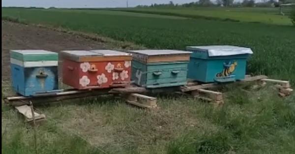 Зоозахисники евакуювали бджіл з прифронтового Торецька - Новини України
