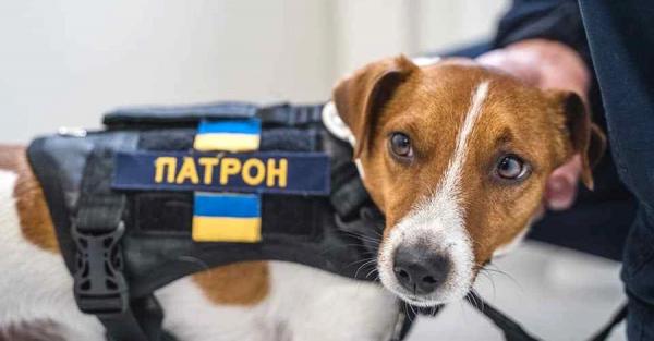 Пес-сапер Патрон зворушливо привітав свого господаря Михайла з днем ​​народження  - Новини України