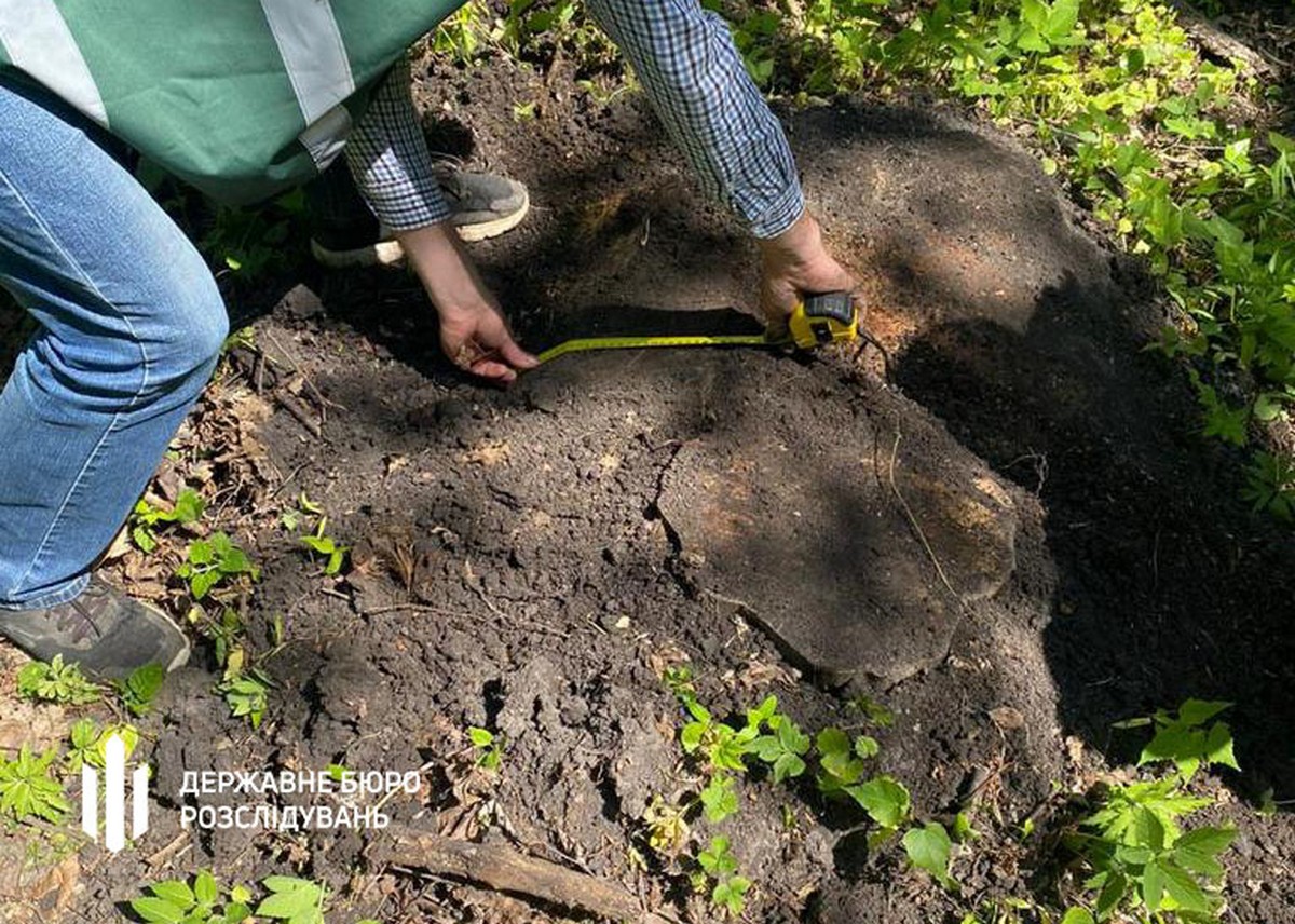 За пів року у Галицькому нацпарку вирубали дерев на 6 мільйонів. ДБР підозрює у сприянні трьох інспекторів (ФОТО)