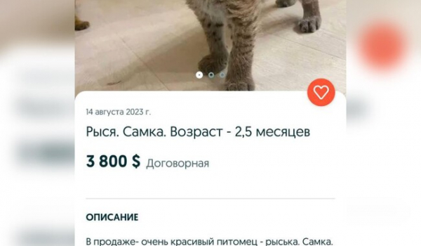 Привезли наче кошеня в переносці: в інтернеті продавали червонокнижну рись - Новини України