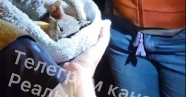 У Києві невідомі підірвали притулок для тварин "Котобаза" - Новини України