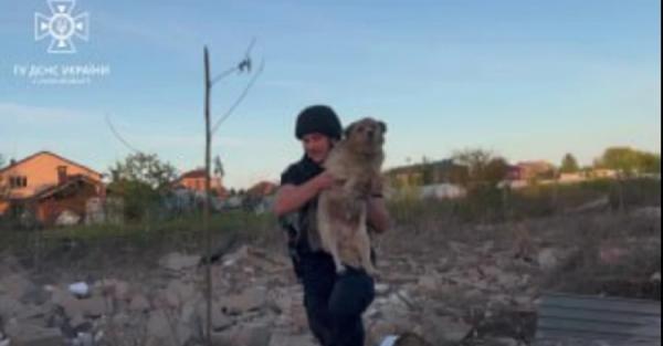 Контузія та гематома ока: лікарі розповіли про стан собаки, якого врятували з-під завалів у Сумах - Новини України