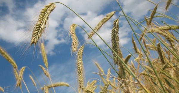 Польща та Словаччина жорстко відреагували на позов України в СОТ через заборону імпорту зерна - Новини України