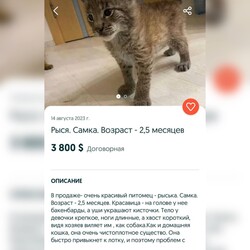 Привезли наче кошеня в переносці: в інтернеті продавали червонокнижну рись - Новини України