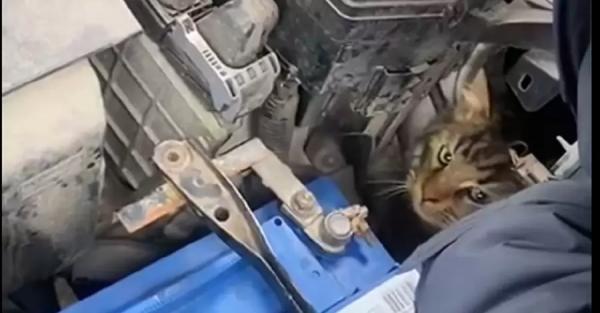 В Одесі з-під капота автомобіля врятували кошеня - Новини України