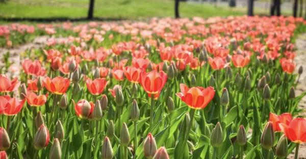 У "Добропарку" під Києвом розквітли поля тюльпанів - Новини України