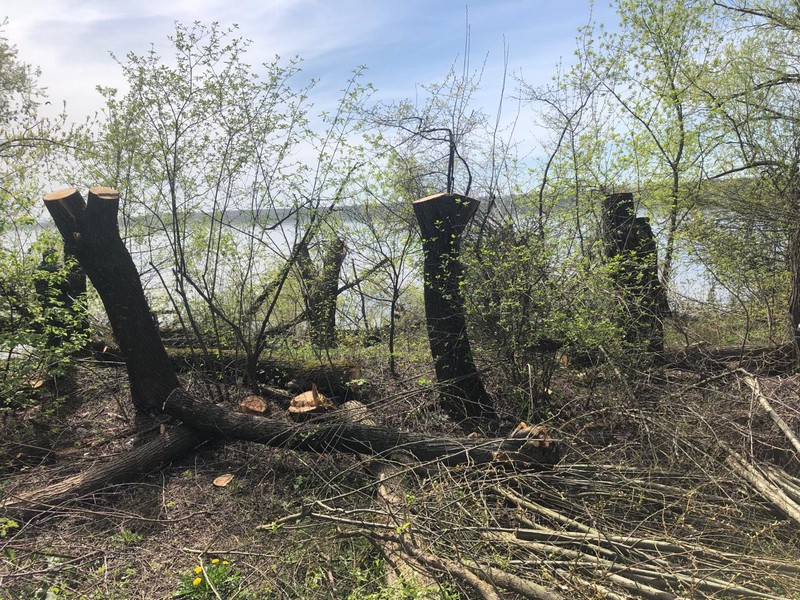 Поблизу Бурштина невідомі зрізали 16 верб (ФОТО)