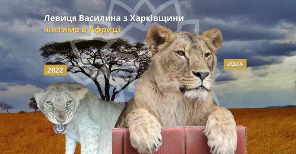 Левицю Василину, врятовану на Харківщині, відправили до Африки разом із її обранцем - Новини України