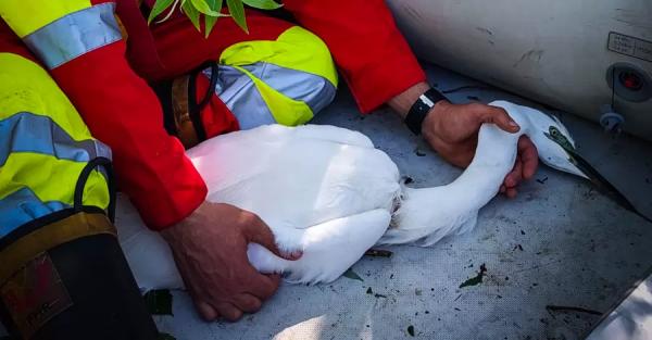 На Львівщині врятували чаплю, яка висіла на дереві вниз головою - Новини України