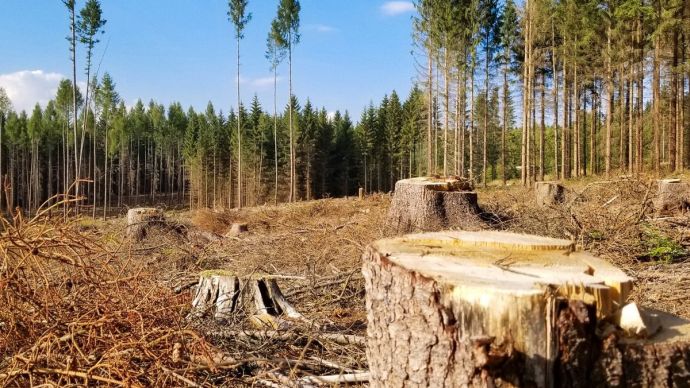 Знищили дерево з Червоної книги: на Прикарпатті незаконно знищили дерев на 241 тисячу (ФОТОФАКТ)