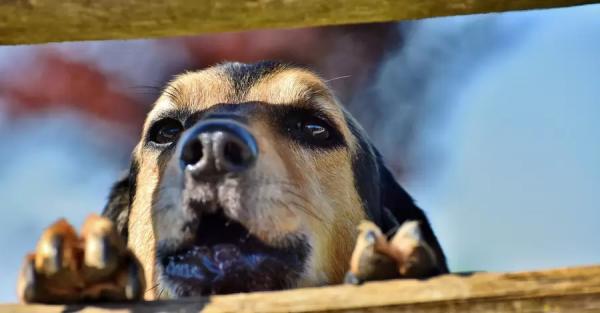 У Запоріжжі водій збив п'ятьох собак, завантажив до авто та втік - Новини України