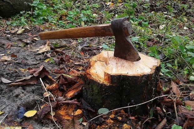 Мешканцю Верховинщини загрожує до 7 років ув’язнення за незаконну вирубку лісу