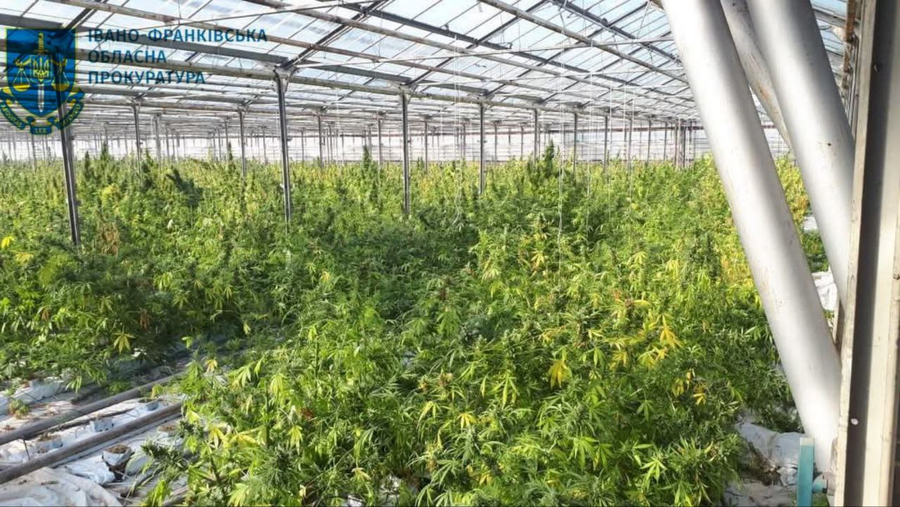 90 тисяч рослин коноплі та майже 700 кілограмів канабісу: на Прикарпатті засудили наркоугрупування (ФОТО)