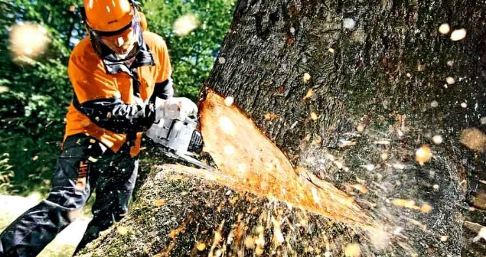 На Франківщині виявили незаконну вирубку 145 дерев: збитки понад 1,3 мільйона гривень