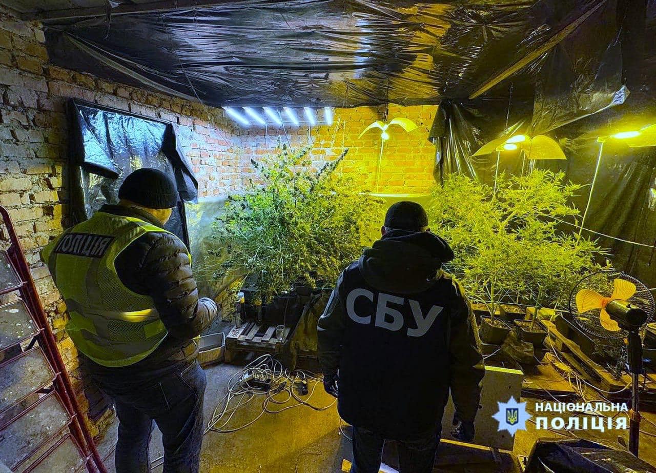 Виготовили канабісу на понад 16 млн грн: на Прикарпатті судитимуть учасників угруповання