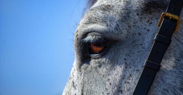 Чоловік, який бив коня у Буковелі, отримав мінімальний штраф - зоозахисники обурені  - Новини України