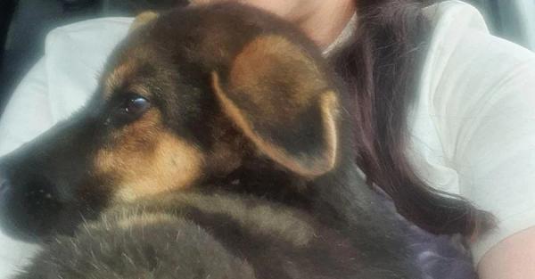 У Дружківці з-під завалів врятували цуценя зі зламаною лапою - Новини України