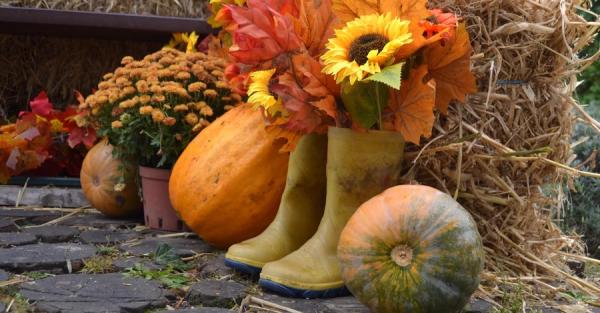 Що робити з гарбузами після Геловіна: і вазу, і кашу, і корм для кроликів - Новини України Що робити з гарбузами після Геловіна: і вазу, і кашу, і корм для кроликів - Новини України