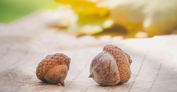 27 жовтня - День української писемності та мови, яке сьогодні церковне свято, прикмети та традиції - Новини України 27 жовтня - День української писемності та мови, яке сьогодні церковне свято, прикмети та традиції - Новини України