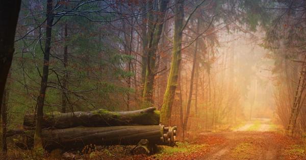 Погода в Україні 13 листопада - прояснення можливі лише на заході, на решті території - хмарно і дощі - Новини України