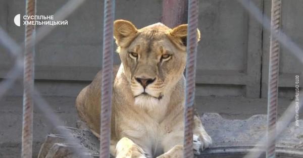 У Хмельницькому знайшли другу левицю, яка втекла з реабілітаційного центру - Новини України У Хмельницькому знайшли другу левицю, яка втекла з реабілітаційного центру - Новини України
