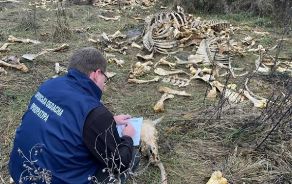 Під Харковом виявлено масовий скид кісток великої рогатої худоби Під Харковом виявлено масовий скид кісток великої рогатої худоби