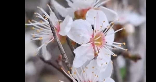 У "Тузловських лиманах" на Одещині посеред осені розцвіла алича - Новини України