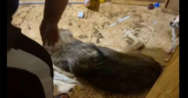 У Києві жінка тримала у квартирі вовка - дика тварина жила в умовах антисанітарії - Новини України