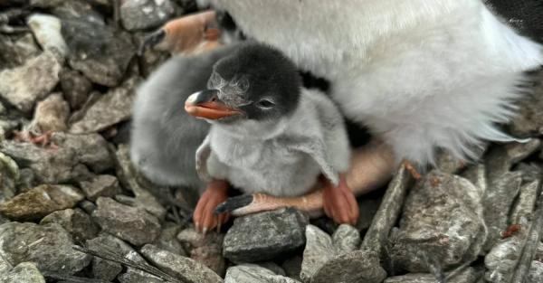 Поблизу станції Академік Вернадський народилися перші пінгвінятки сезону - Новини України Поблизу станції Академік Вернадський народилися перші пінгвінятки сезону - Новини України