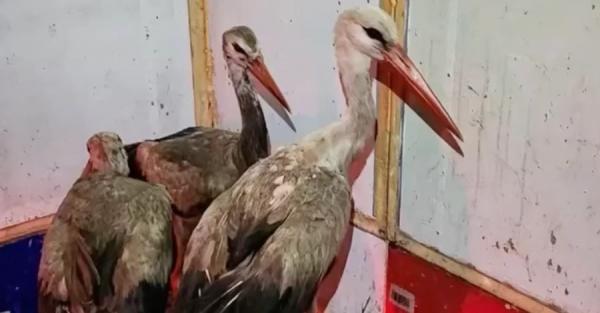 На Київщині волонтери врятували 9 лелек, що застрягли на сміттєзвалищі - Новини України На Київщині волонтери врятували 9 лелек, що застрягли на сміттєзвалищі - Новини України