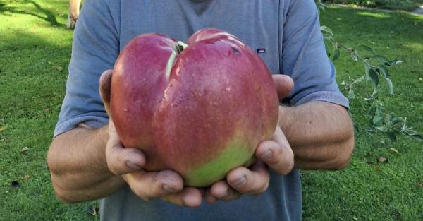 До реєстру рекордів України внесли кілограмове яблуко - Новини України