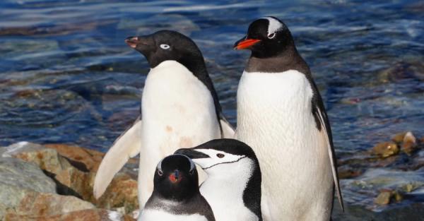 Полярники показали унікальні фото - три види пінгвінів разом біля Вернадського - Новини України