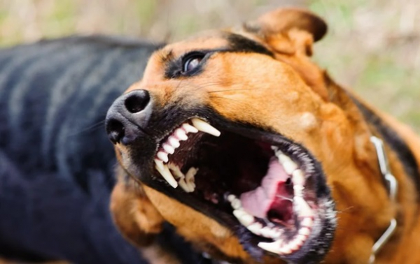На Закарпатті собаки покусали дітей, що попросилися в туалет при дорозі