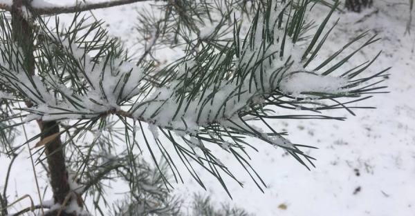 Вночі синоптики прогнозують до 18 градусів морозу - прогноз погоди на 11 січня - Новини України