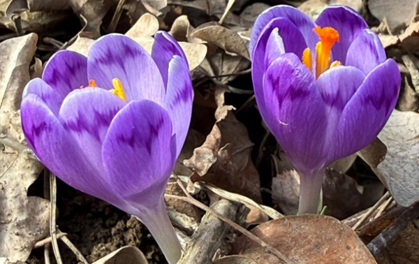 На Закарпатті зацвіли шафрани та підсніжники На Закарпатті зацвіли шафрани та підсніжники