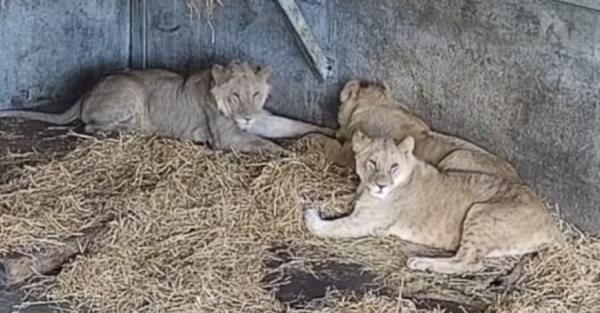 Зоозахисники показали, як українські леви облаштувалися в Англії - Новини України
