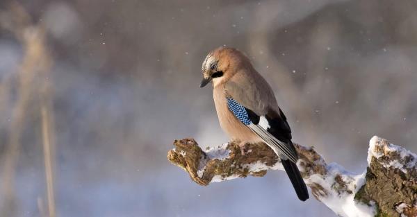 15 лютого - яке сьогодні церковне свято, що не можна робити, традиції, прикмети та все про цей день - Новини України 15 лютого - яке сьогодні церковне свято, що не можна робити, традиції, прикмети та все про цей день - Новини України