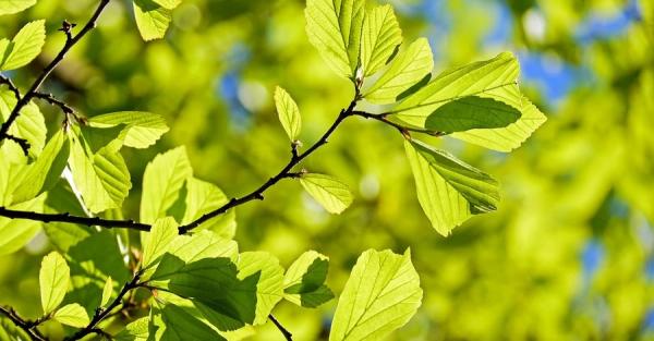29 березня - яке сьогодні свято, що не можна робити сьогодні, традиції та прикмети, все про цей день - Новини України