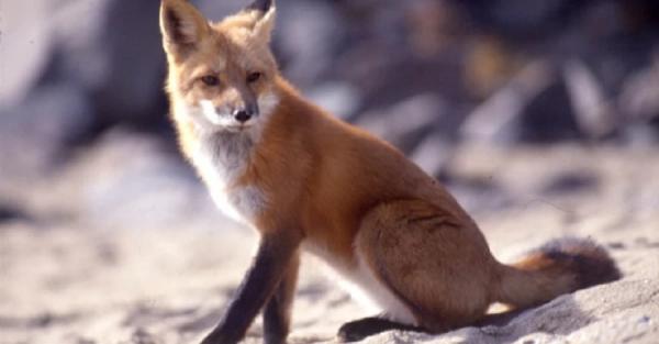 В Україні вимагають назавжди заборонити полювання - з'явилась відповідна петиція - Новини України