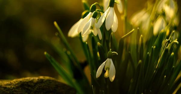 8 березня - яке сьогодні свято, що не можна робити, традиції та прикмети цього дня - Новини України